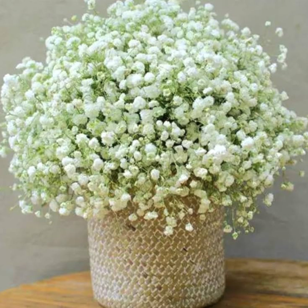 BABY'S BREATH SEEDS NEWLY HARVESTED, BEAUTIFUL SNOW LIKE BLOOMS – Heirloom, Non-GMO