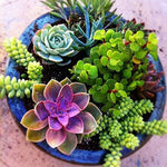 Flores Succulent Cactus Flower Bonsai Seeds