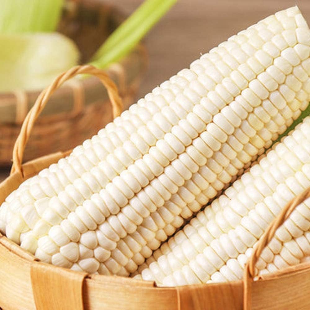 White corn – Zea mays – rare vegetable seed