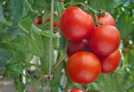 Red and White Geranium (Pelargonium spp.) seeds for planting