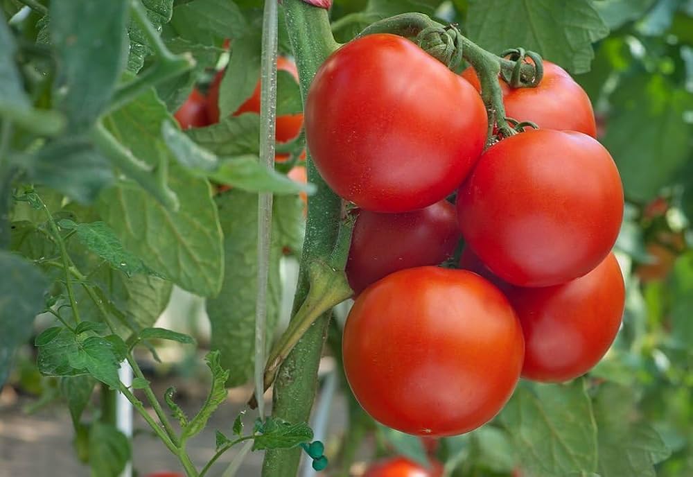 Red and White Geranium (Pelargonium spp.) seeds for planting