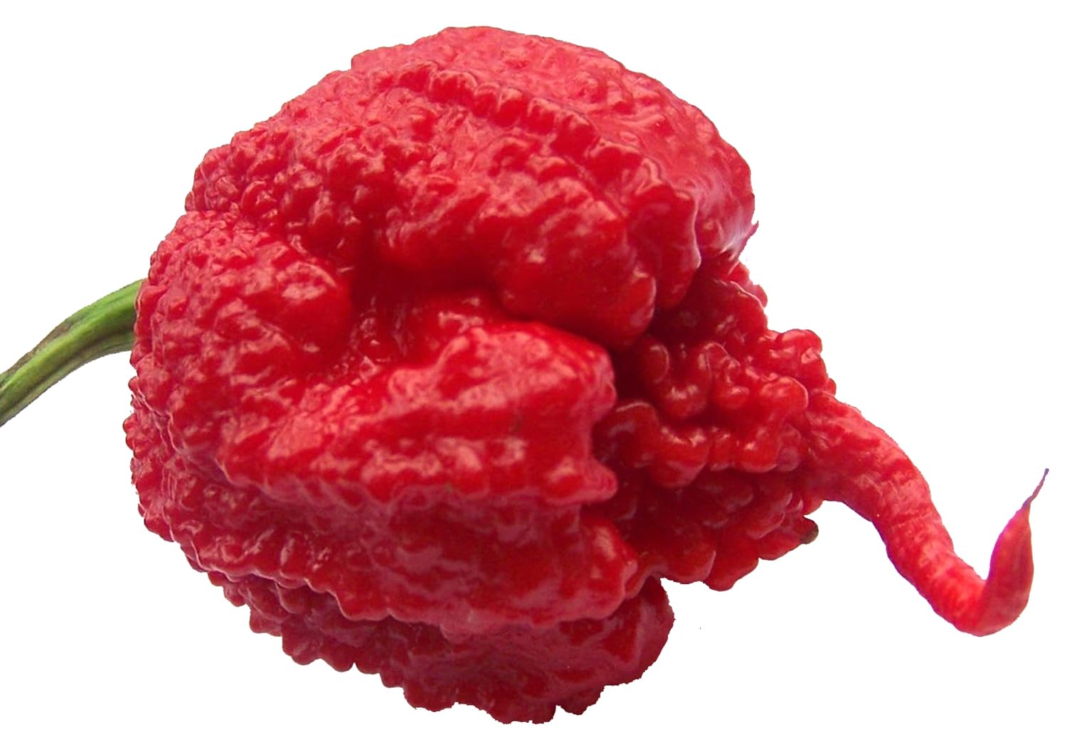Pepper Capsicum Chinense Carolina Reaper Chili Seeds for Planting – Extremely Hot Variety for Spicy Kitchen Garden