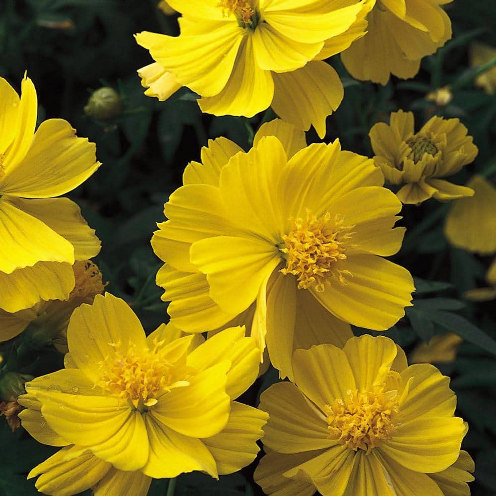 Cosmos Yellow Sunshine Sulphur tall flowers for garden