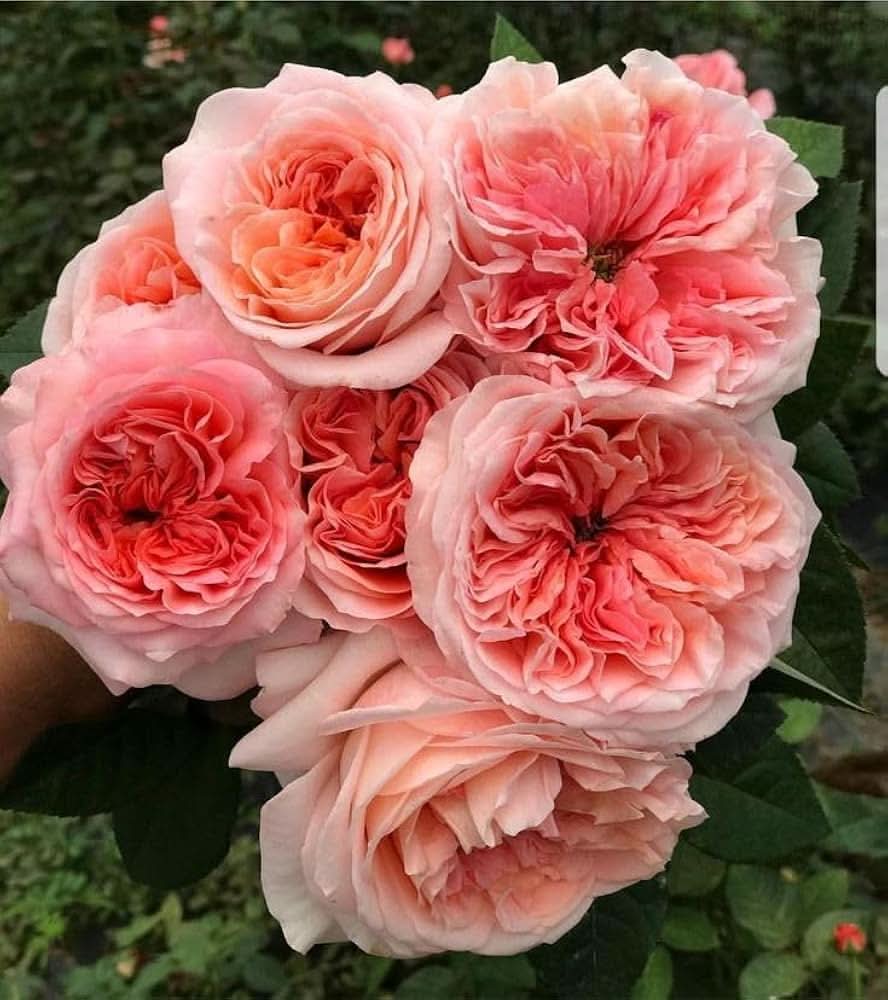 Rose Pink Perennial Flowering Seeds For Planting