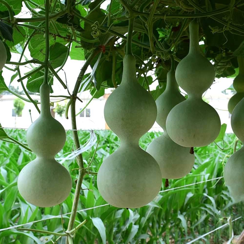 Lagenaria Pumpkin Lagenaria siceraria Plant Seeds for Planting for Vegetable Patch