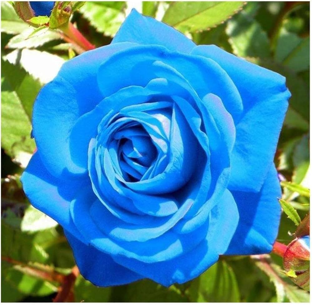 Light Blue Rose Seeds for Planting Rosa for Home Garden and Patio
