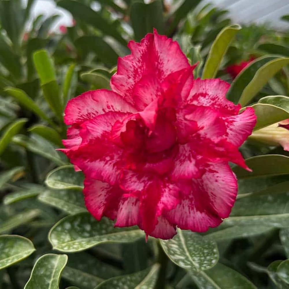 Red Xmas Santa Single Desert Rose Seeds for Planting Adenium Obesum – Heirloom, Non-GMO