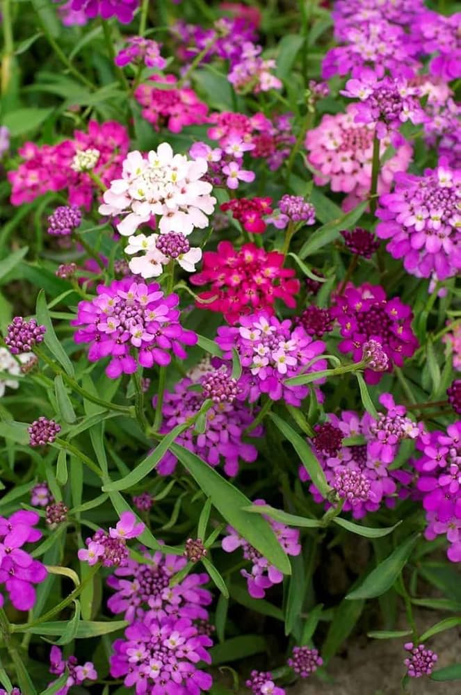 Fairyland Candytuft Iberis umbellata Flower Seeds for Planting in Flower Bed