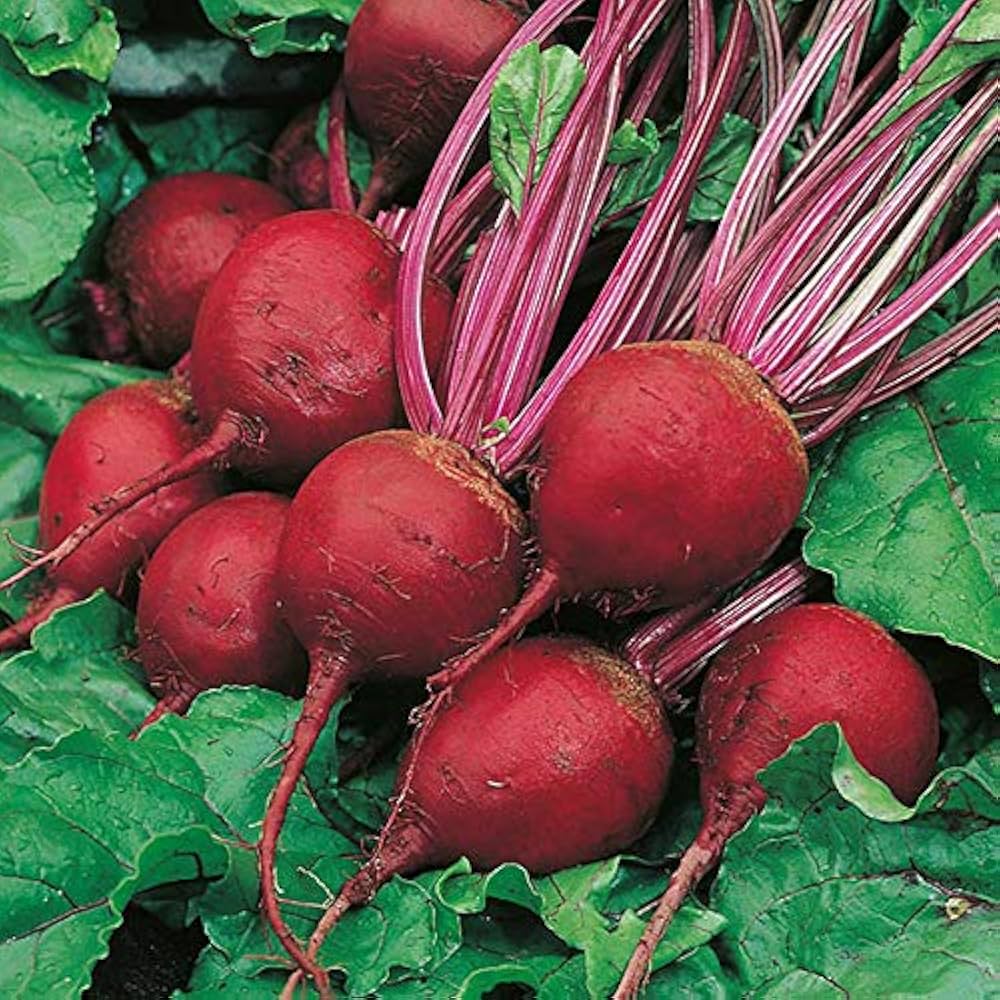 Beet Detroit Vegetable Seeds for Planting