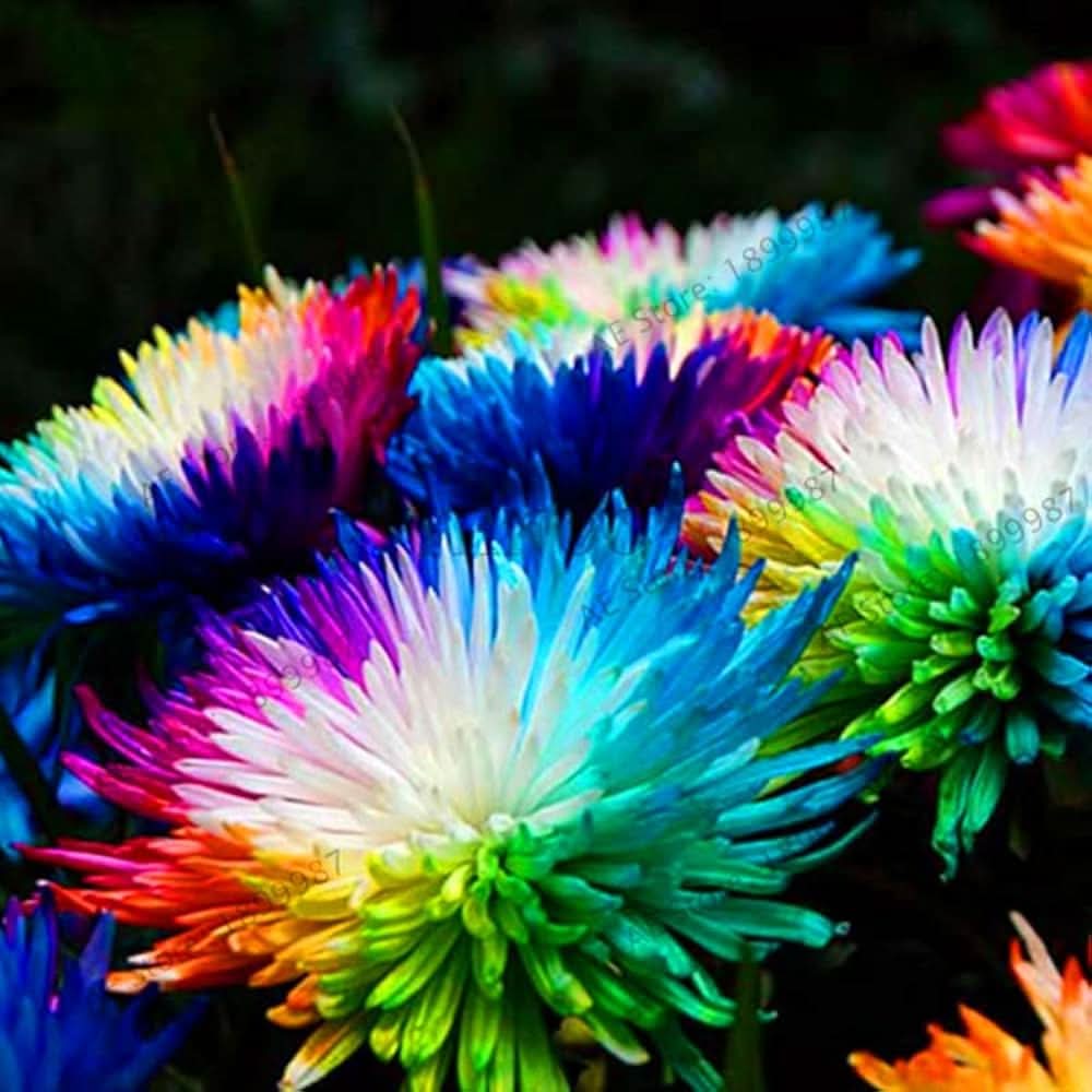 Rainbow Chrysanthemum Himalayan Orchid Flowering Seeds For Planting