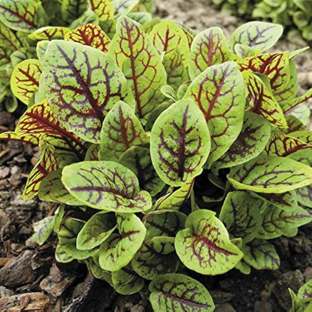 Heirloom Non-GMO Red Veined Sorrel Seeds
