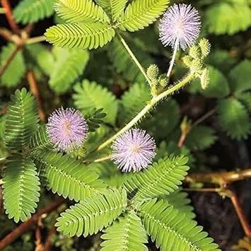 Lavender Mimosa Pudica Plant Seeds for Planting - NON GMO Seeds Dhara Seeds