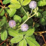 Lavender Mimosa Pudica Plant Seeds for Planting - NON GMO Seeds Dhara Seeds