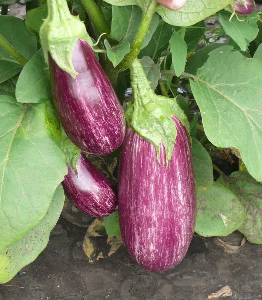 Pinstripe Eggplant Seeds Heirloom Non-GMO High Germination Organic Garden Seeds