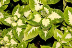 Green White Coleus Plant Seeds for Planting – NON GMO Seeds for planting in home garden