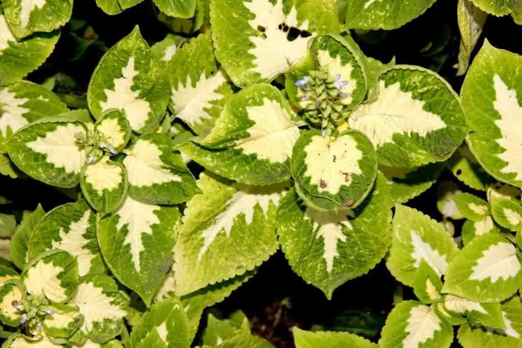 Green White Coleus Plant Seeds for Planting – NON GMO Seeds for planting in home garden