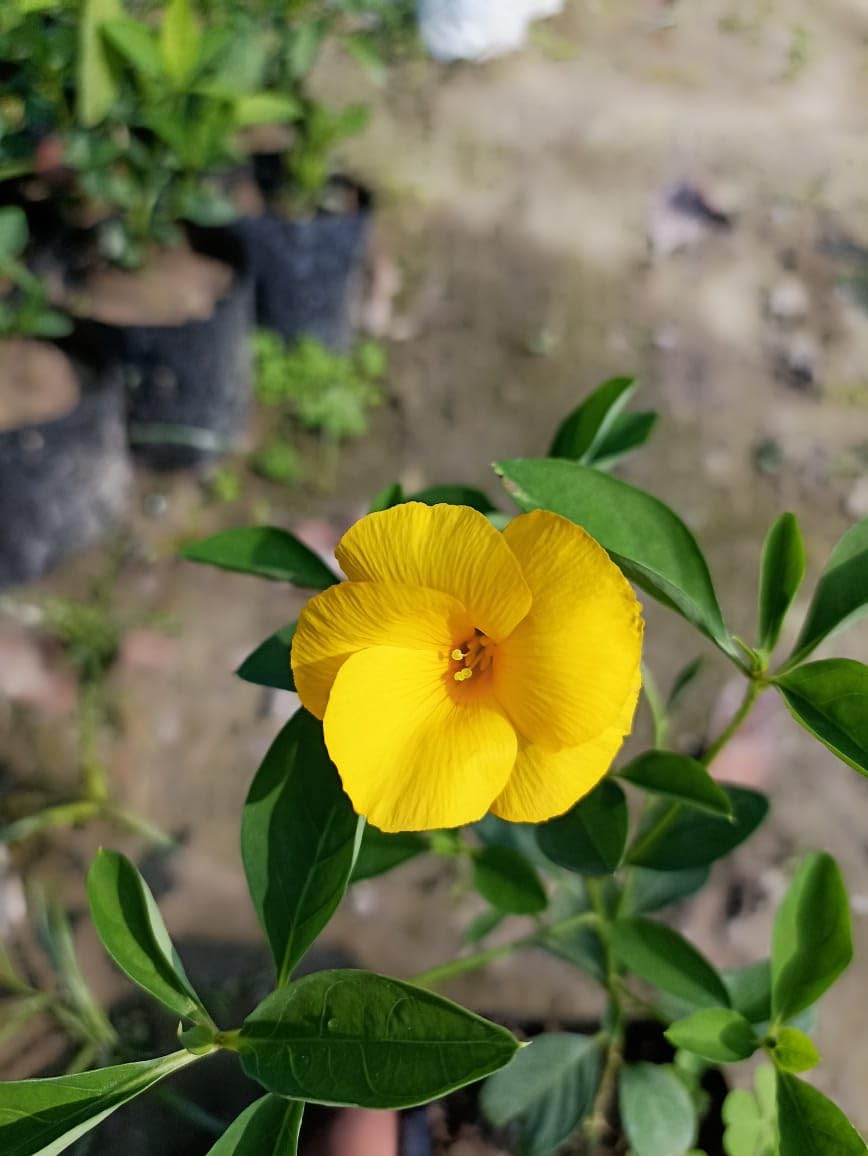 Yellow Flax Hybrid Flower Seeds for Planting - 100 pcs for planting in your garden.