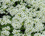 Snow Anaphalis for planting