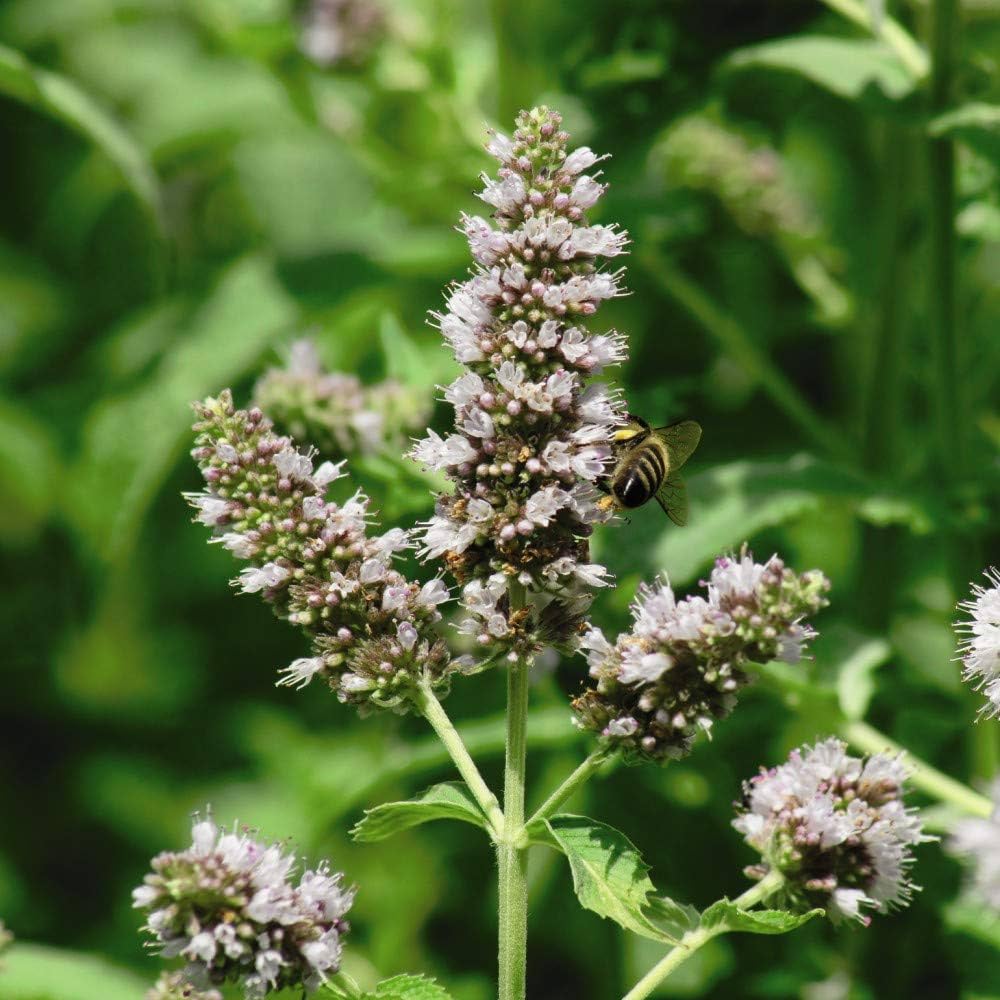 Green Cat Mint Plant Seeds for Aromatic and Pet-Friendly Gardens – Fresh Herb for Your Garden