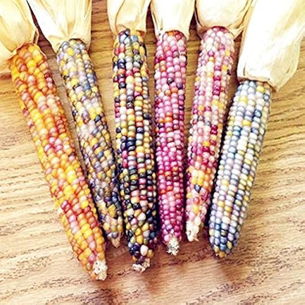 Corn Zea Mays Sweet Glutinous Grain Seeds for Planting – Colorful Variety for Home Garden and Cereal Crop Use