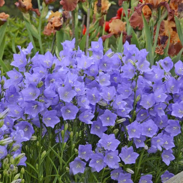 Campanula Campanula Carpatica Flower Seeds for Planting – Perfect for Garden Borders and Cottage Gardens