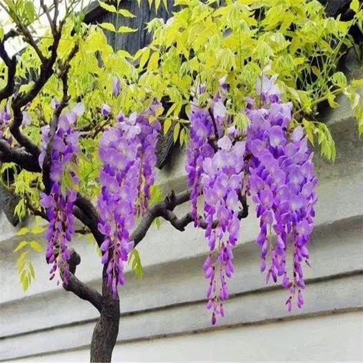 Japanese Wisteria Floribunda Purple Climbing Vine Seeds for Planting – Non-GMO Heirloom Dhara Seeds