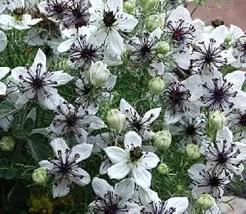 White Nigella African Flower Seeds for Planting - NON GMO Seeds Dhara Seeds