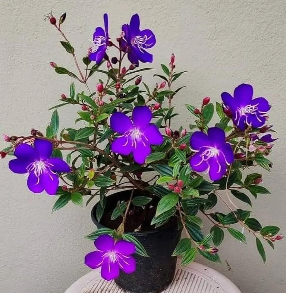 Purple Tibouchina Flower Seeds for Planting - NON GMO Seeds seeds for planting in home garden