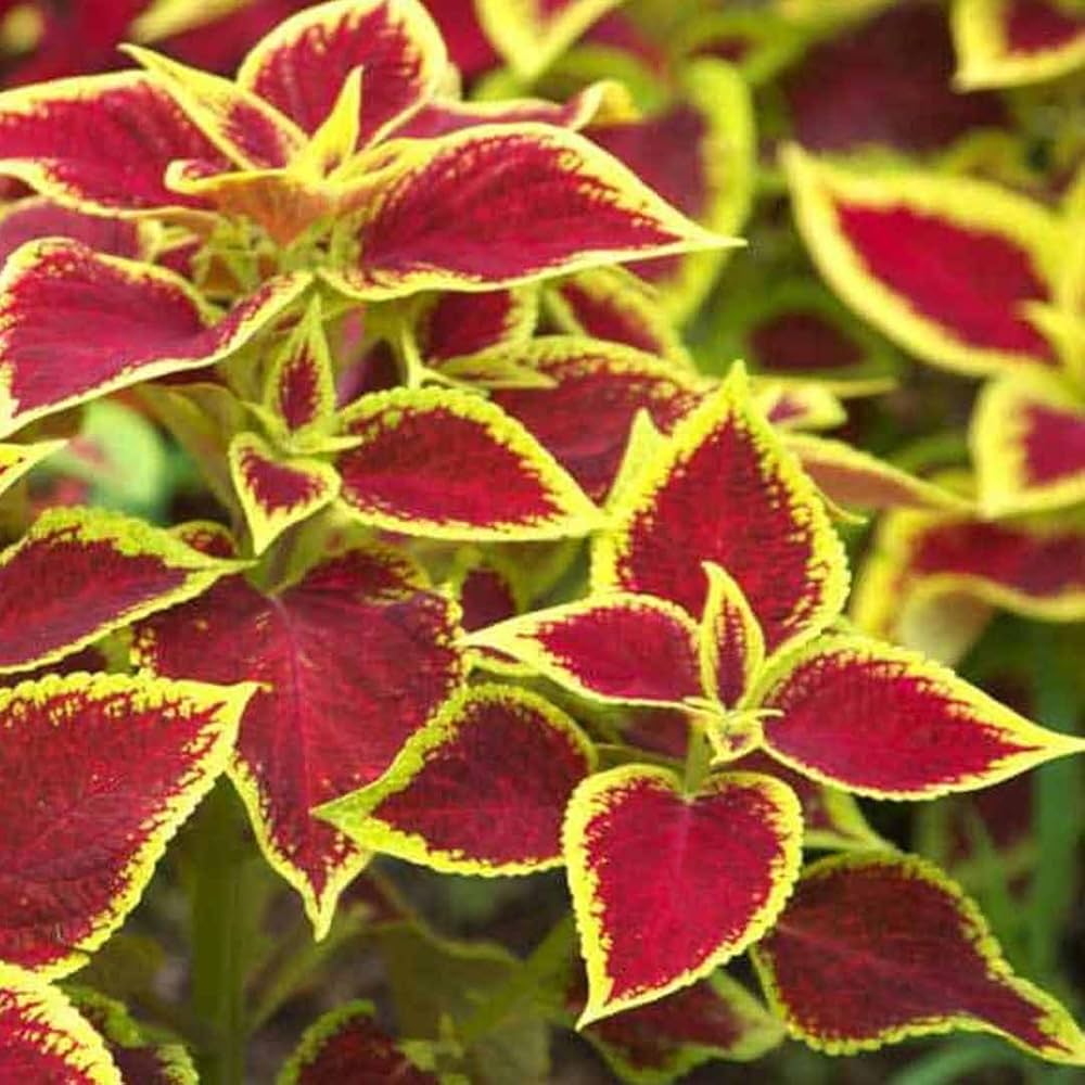 Coleus Jazz Rubin Solenostemon seeds for garden beds