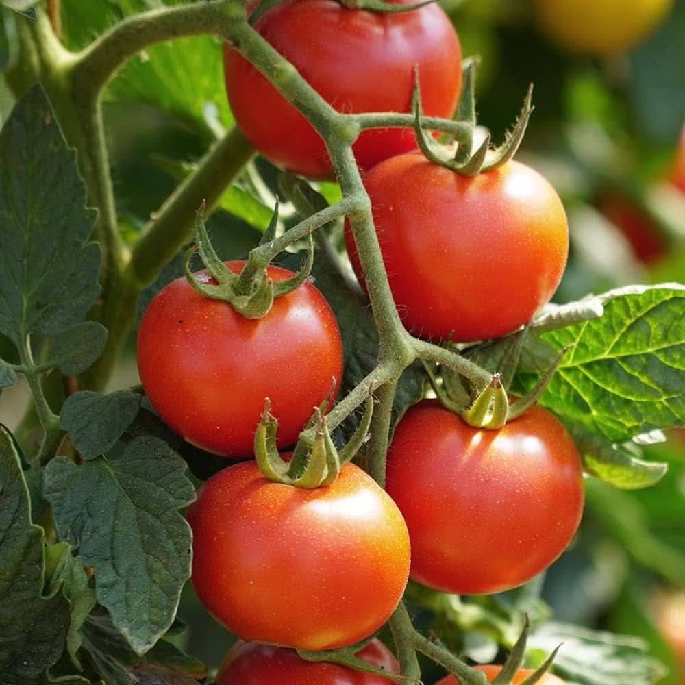 Cherry Tomato Solanum Lycopersicum vegetable seeds for planting in kitchen garden and balcony planters