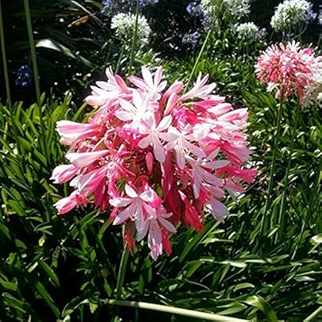 Pink Agapanthus Flower Seeds for Planting - 100 seeds for planting in home garden