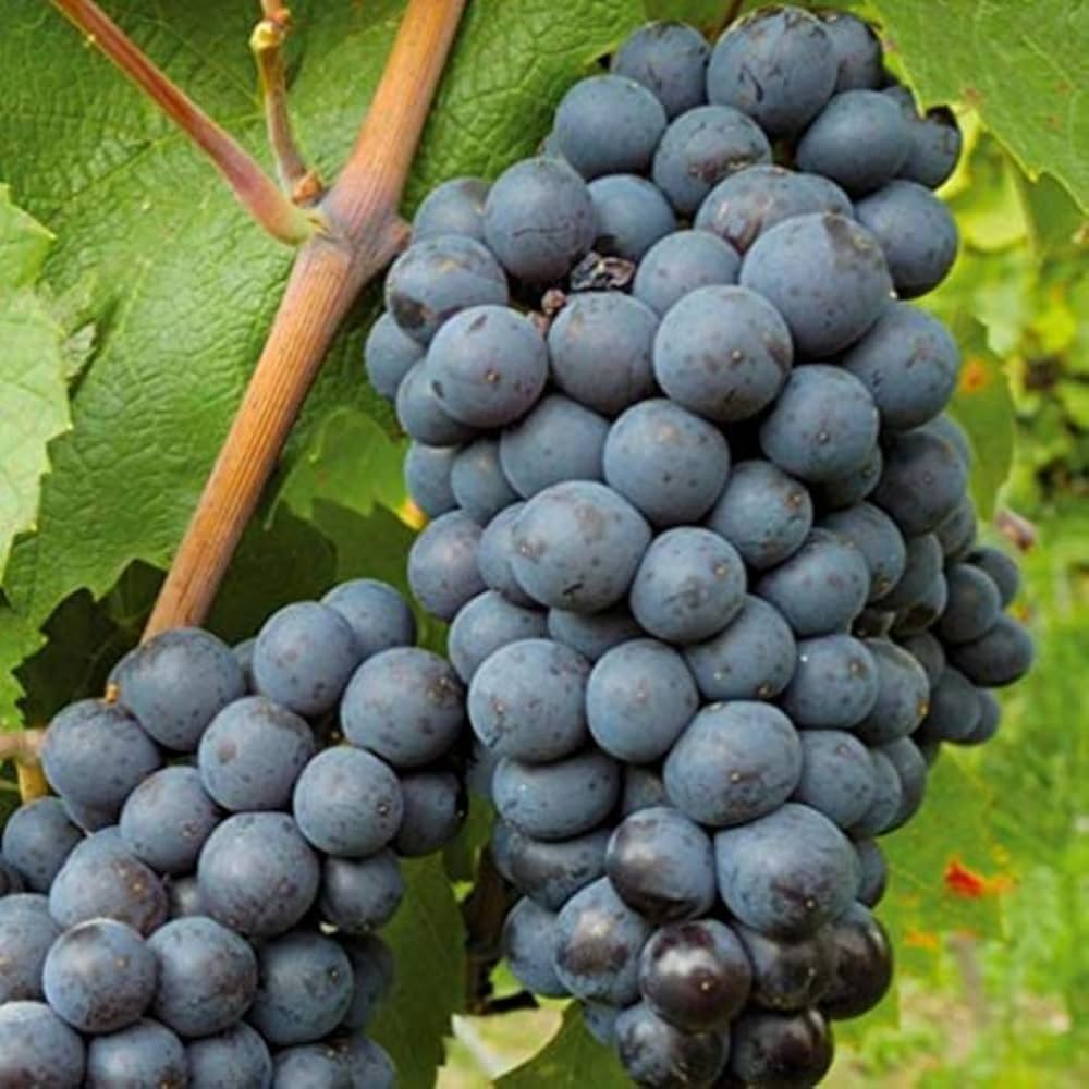 Japanese Miniature Grape Vine Vitis vinifera Seeds for Planting - Perfect for Urban Garden & Vegetable Patch