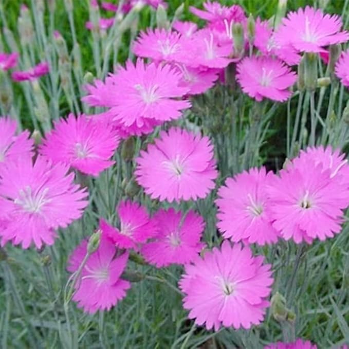 Dianthus Cheddar Pink Seeds ( , Bright and Fragrant Flowers)