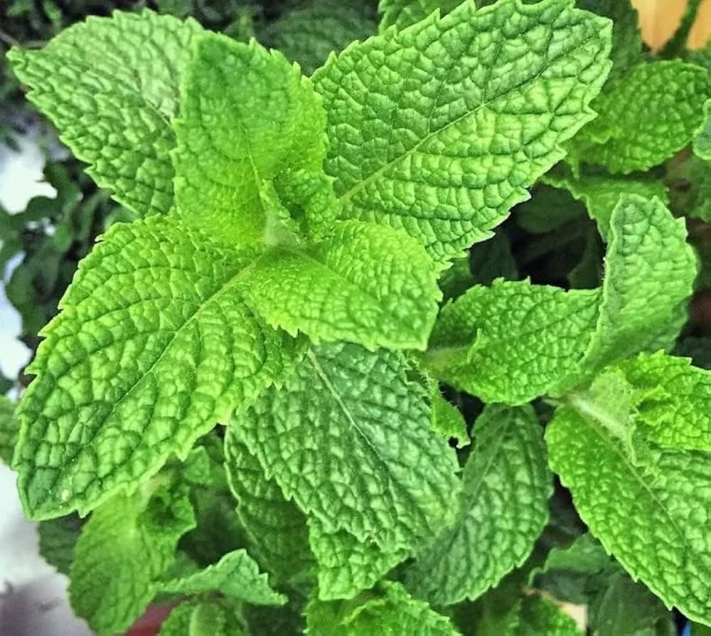 Mint Mentha Seeds for Planting - Fresh Herb