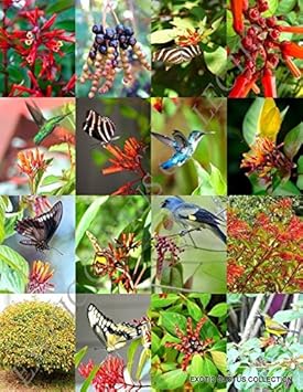 Mixed Hamelia Patens Flower Seeds for Planting - 100