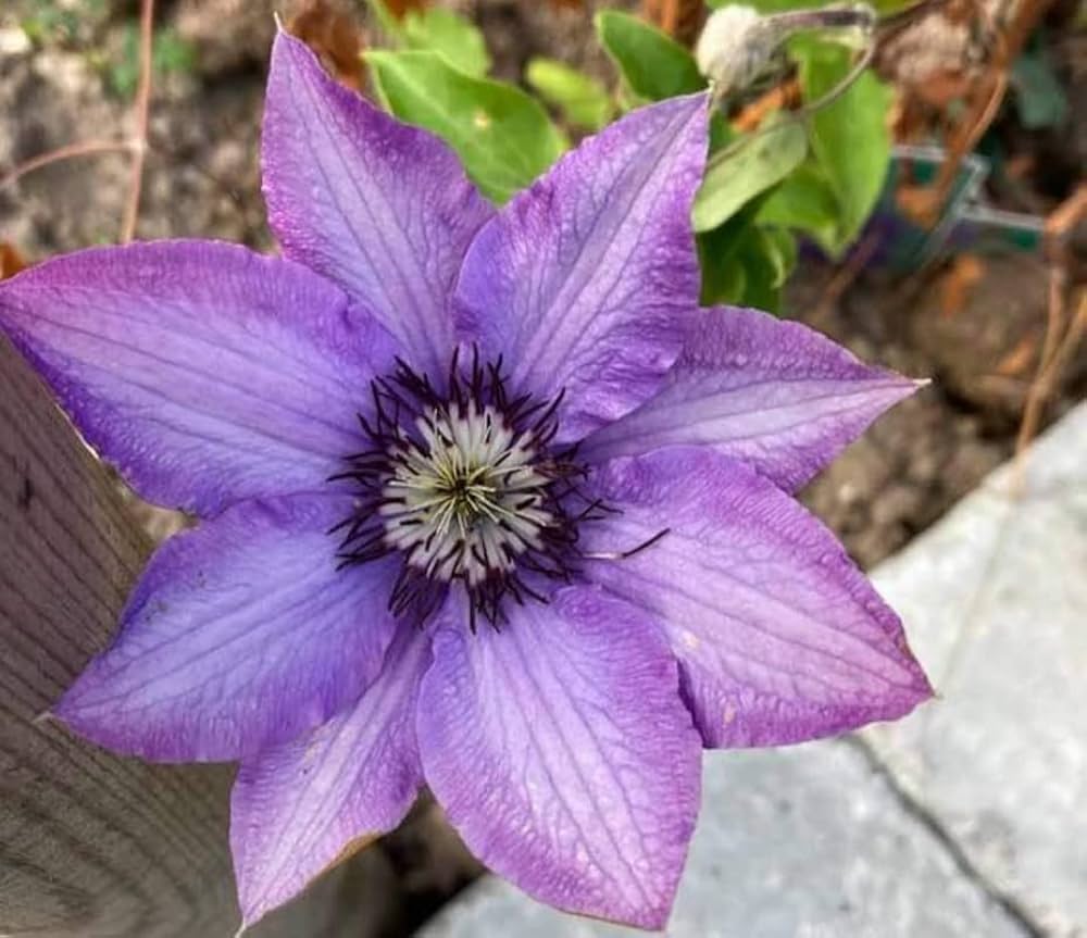 Clematis Purple Flower Seeds for Planting flower bed garden