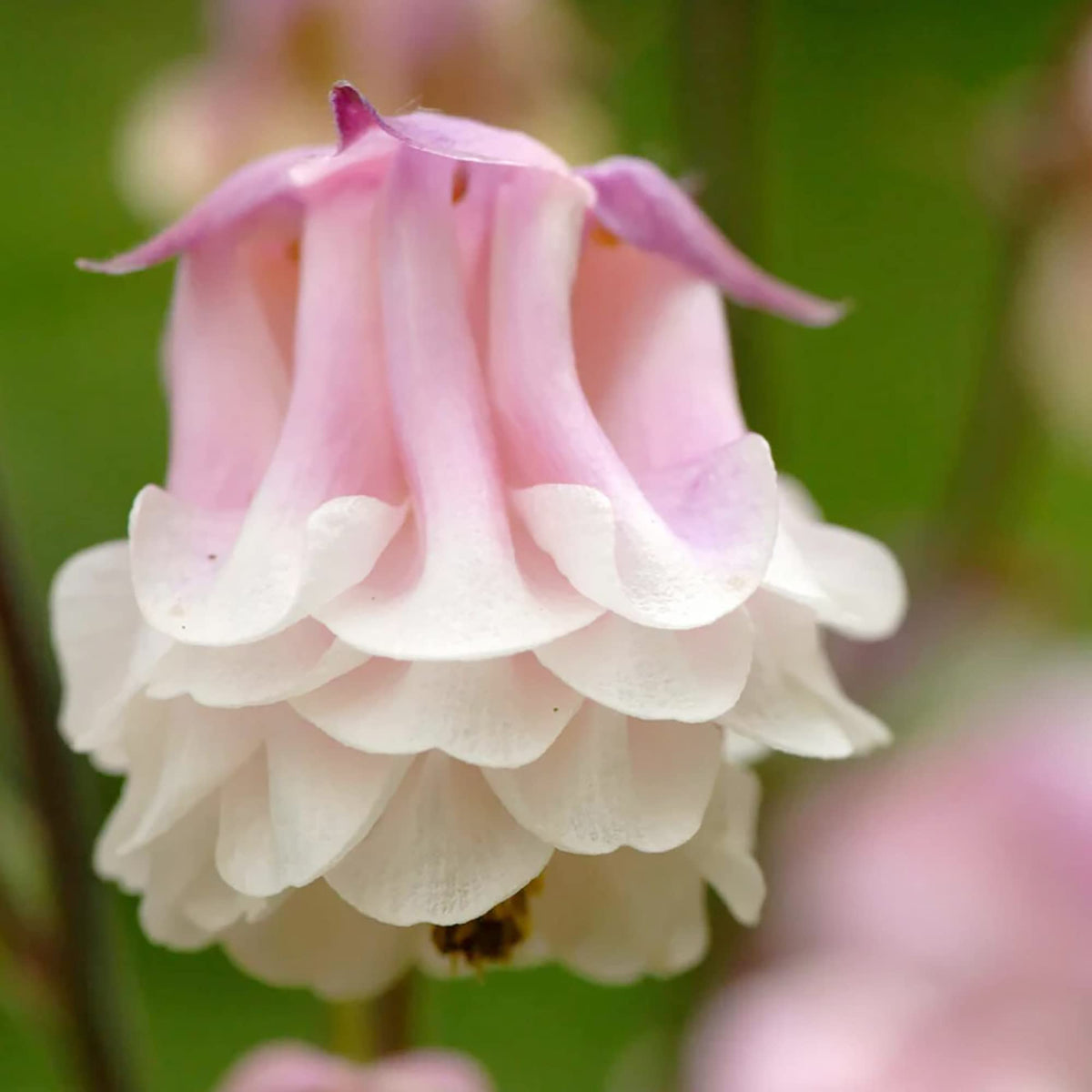 Columbine Pink Petticoat Seeds – for Pretty Pink Flowers