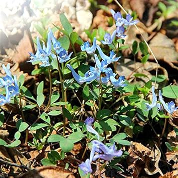 Blue Swan Flower Seeds for Planting, 100