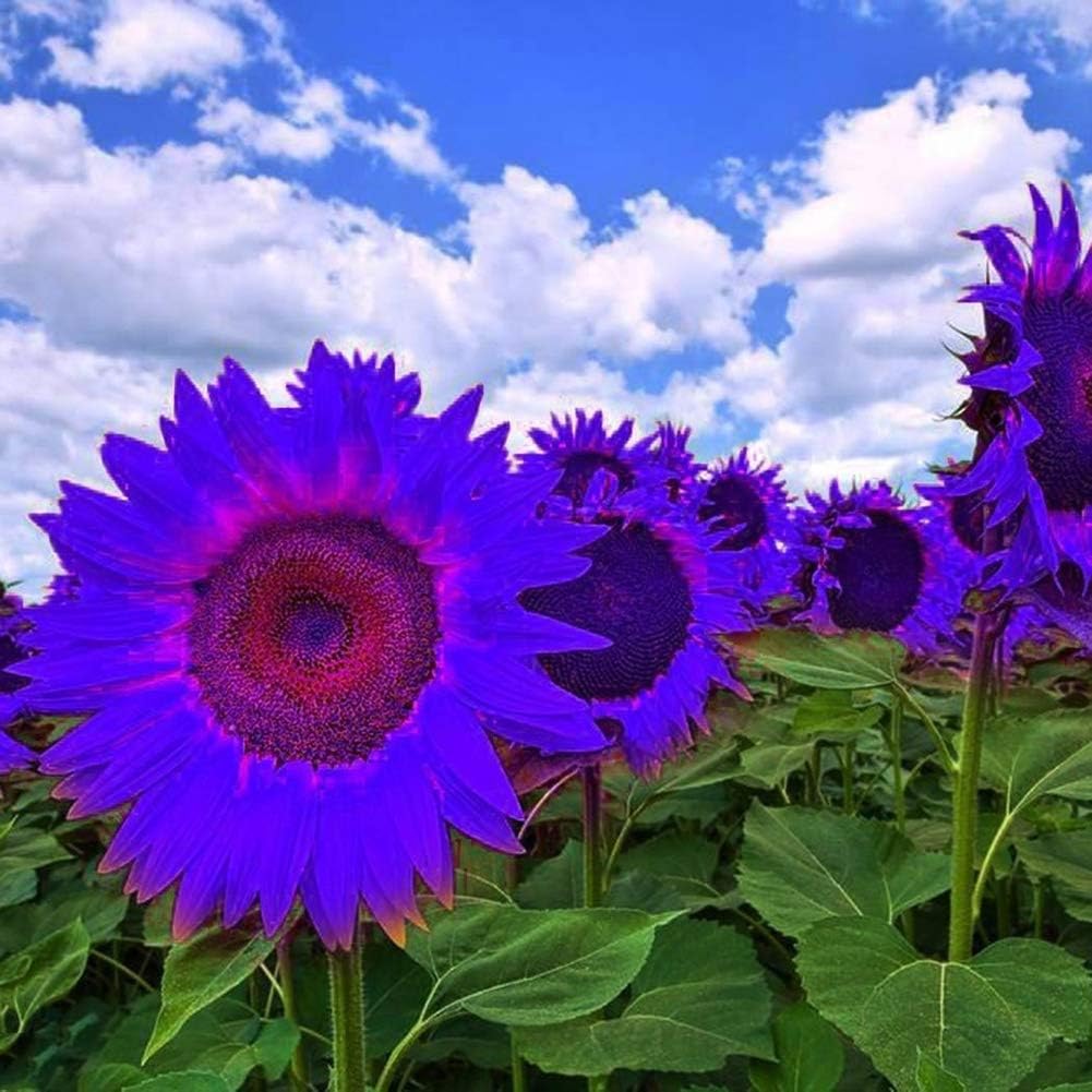 Purple Sunflower Seeds