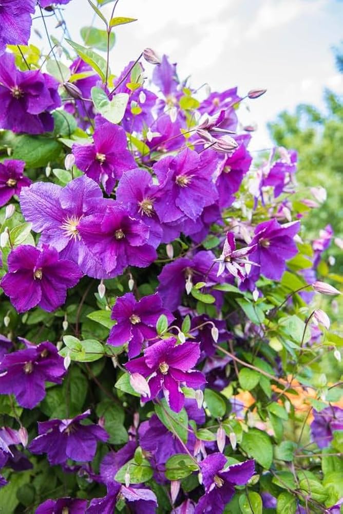 Clematis Purple Flower for planting in flower bed
