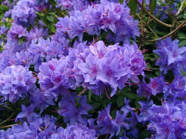 Purple Azaleas Flower Seeds for Planting - NON GMO Seeds Dhara Seeds