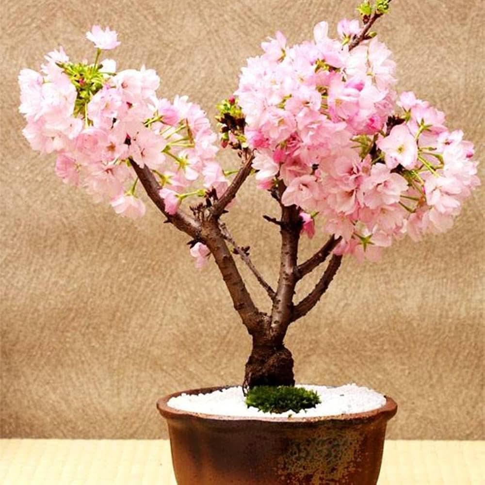 Cherry Blossom Seeds