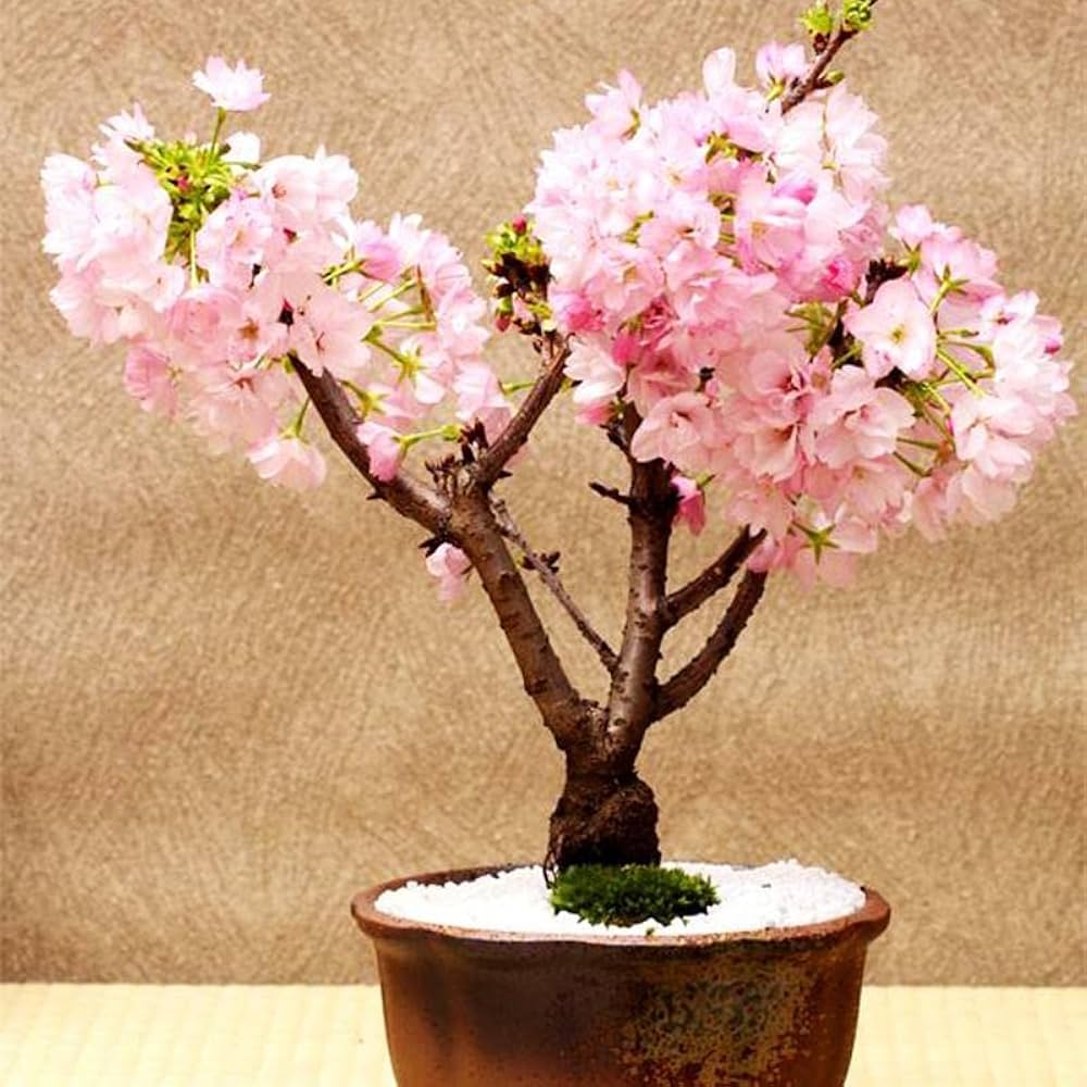 Cherry Blossom Prunus Serrulata Mix Flower Seeds for Planting – Includes Blue, Pink, Red, and White for Garden Display