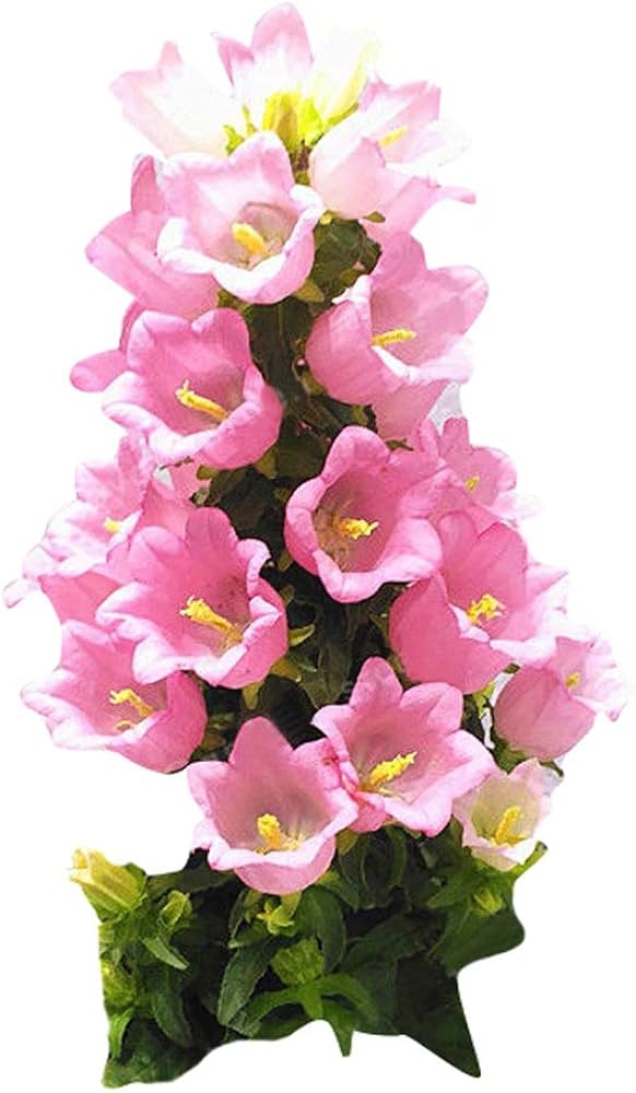 Campanula Campanula spp. Seeds for Planting - Ideal for Flower Bed & Cottage Garden