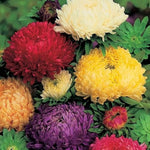 Climbing Rose (Rosa spp.) seeds for planting in garden trellises or bonsai pots