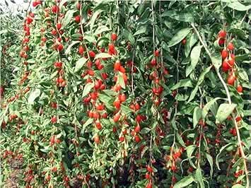 Goji Wolfberry Fruit Seeds - Grow Nutritious Superfoods in Your Garden