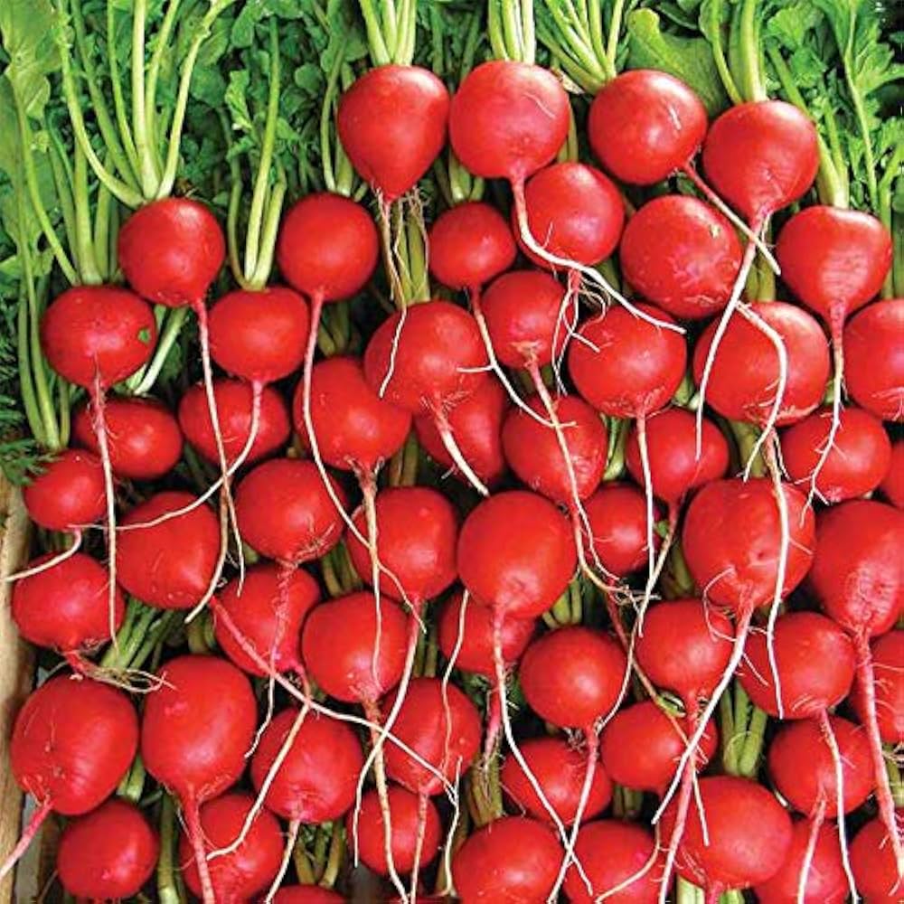 Red Meat Radish Seeds Raphanus sativus for Planting in Vegetable Patch or Raised Beds