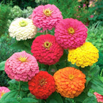 Cactus zinnia – Zinnia elegans – flower border seed