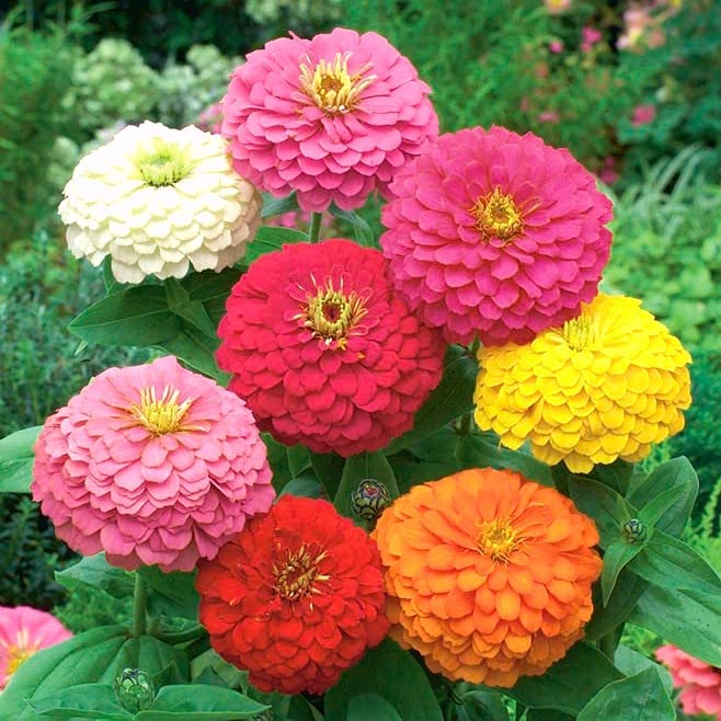 Cactus zinnia – Zinnia elegans – flower border seed