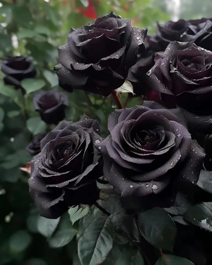 Rose Rosa Hybrida Yellow Black Flower Seeds for Planting